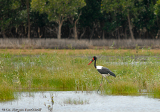 Sattelstorch (3 von 9).jpg